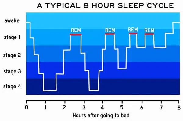 Stage-of-Sleep-_-REM-rapid-eye-movement_grande (1) stage of sleep REM