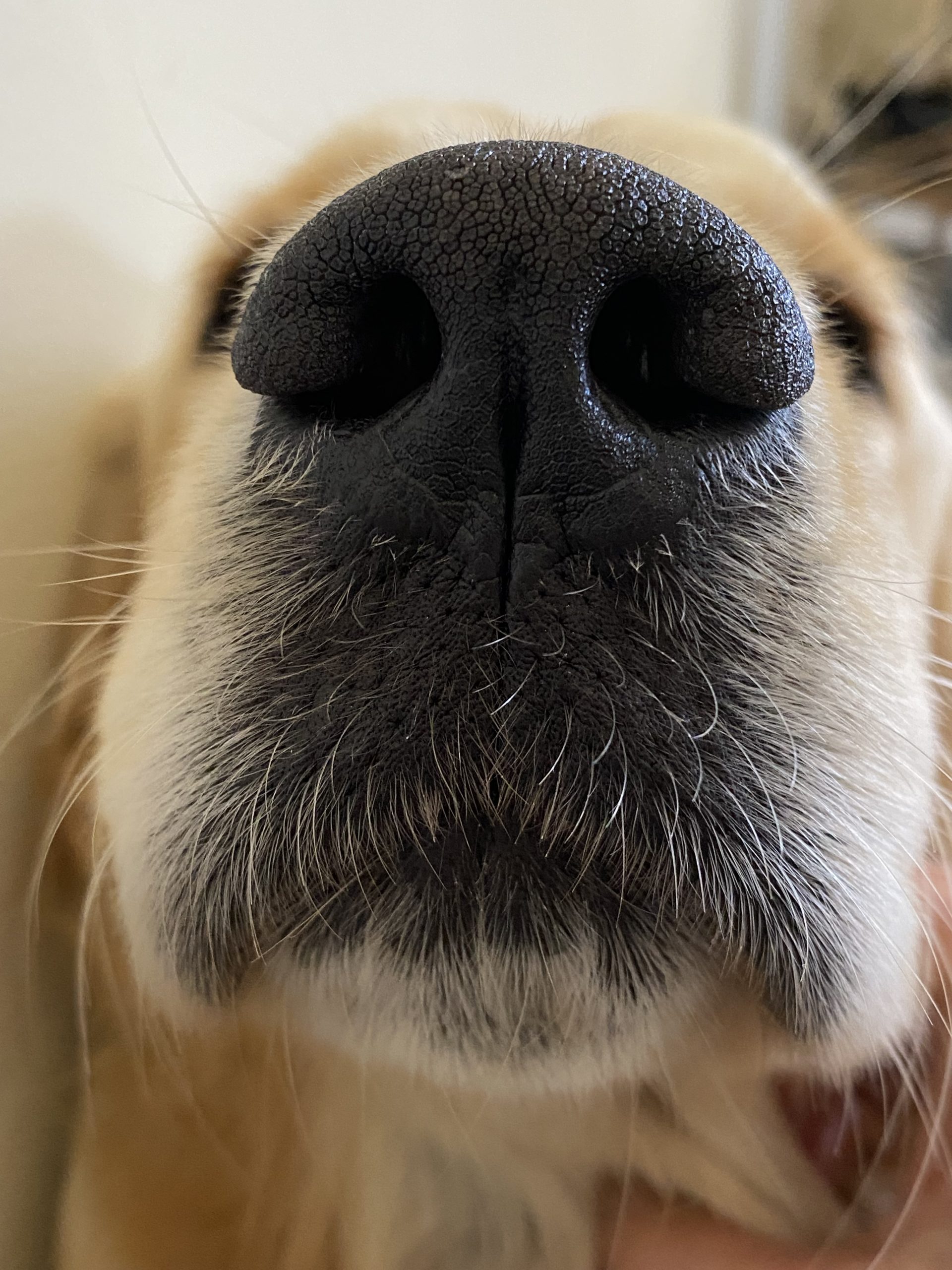 truffe de chien